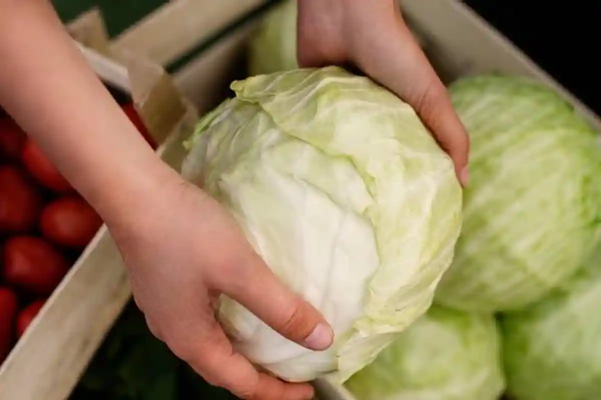 6 Jenis Sayuran yang Cocok untuk Menu Diet Sehat, Bantu Turunkan BB, Ada Bayam Brokoli hingga Kubis