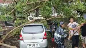 pohon-tumbang-3.jpg