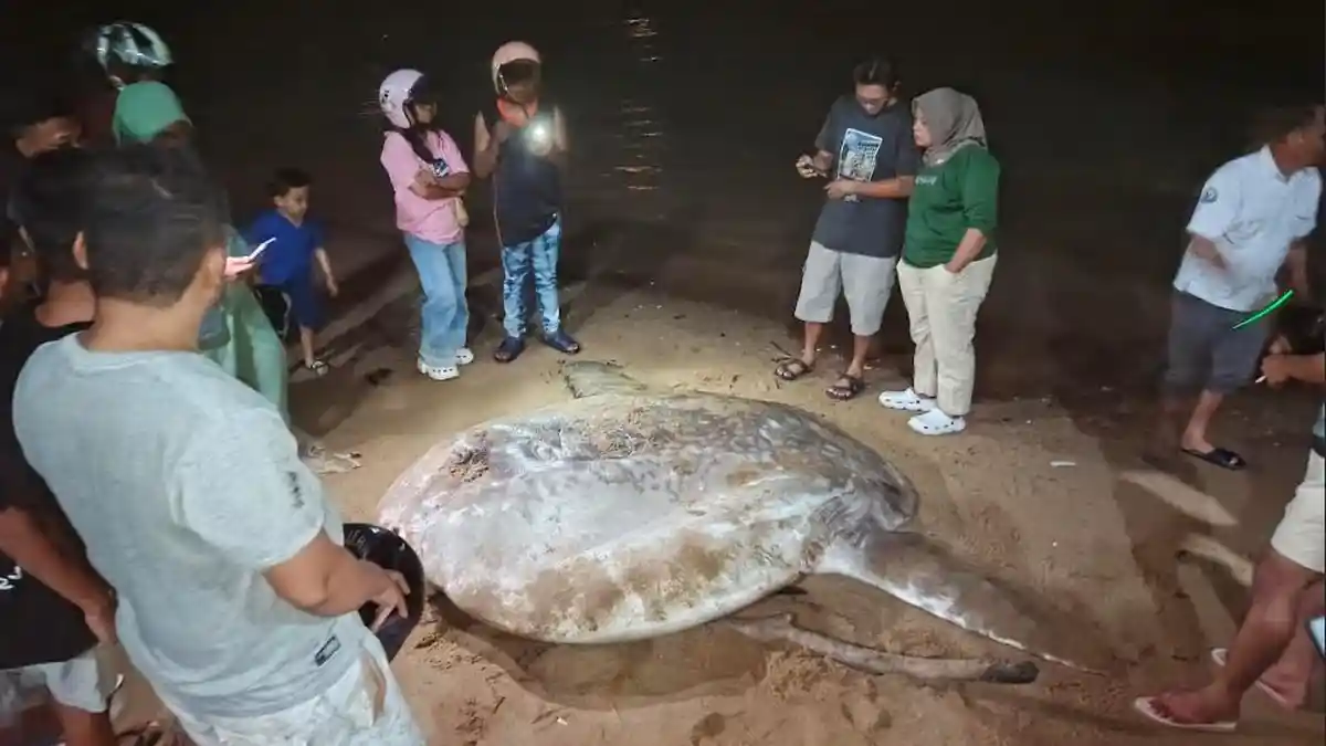 Terdampar di Pesisir Gorontalo, Bangkai Ikan Mola-mola Ditenggelamkan ke Dasar Laut