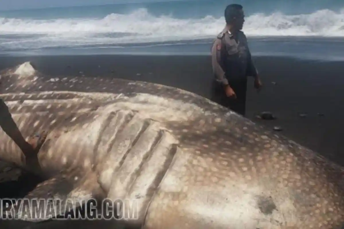 Malam Hari, Warga Lihat Rhincodon Typus Sepanjang 6 Meter Bergerak di Pantai Kajaran, Lumajang