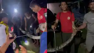 Detik-detik-Penangkapan-Ular-Piton-6-Meter-di-Pekarangan-Rumah-Warga-Uepai-Konawe-Sulawesi-Tenggara.jpg
