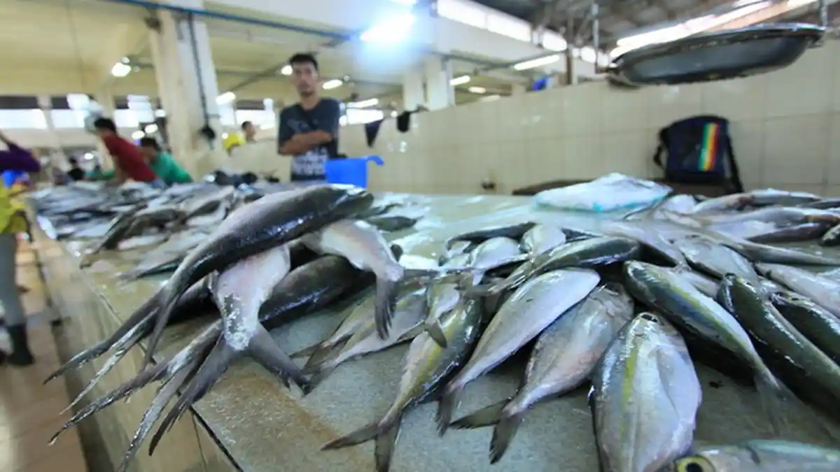 Tips Menyimpan Ikan Segar di Kulkas Agar Tidak Cepat Membusuk, Bisa Gunakan Wadah Kedap Udara