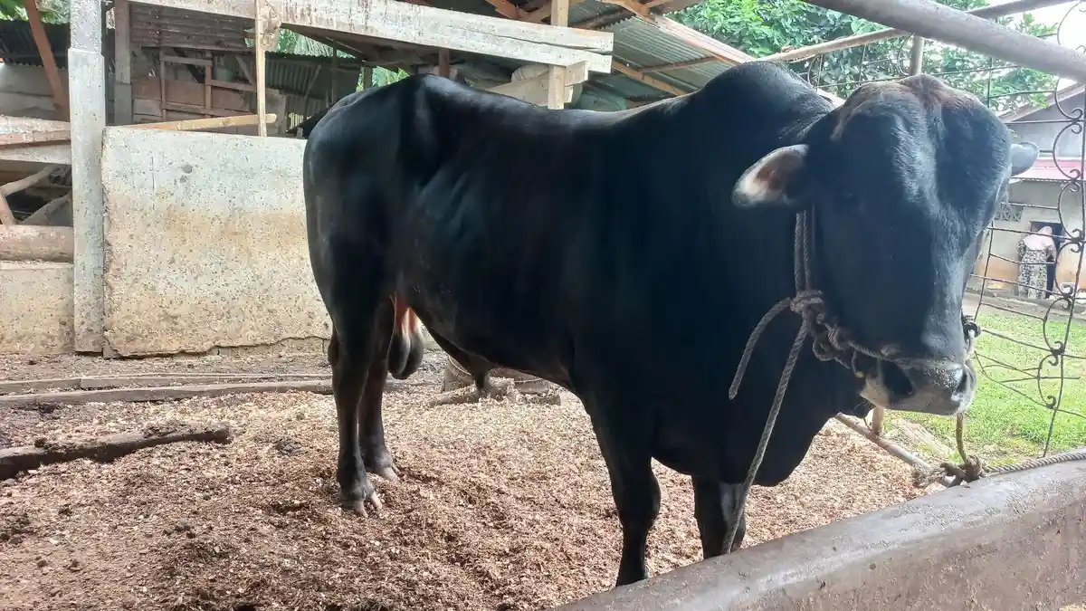 Penampakan Bimo, Sapi Kurban Pesiden Jokowi Berbobot Nyaris 1 Ton di Bengkulu