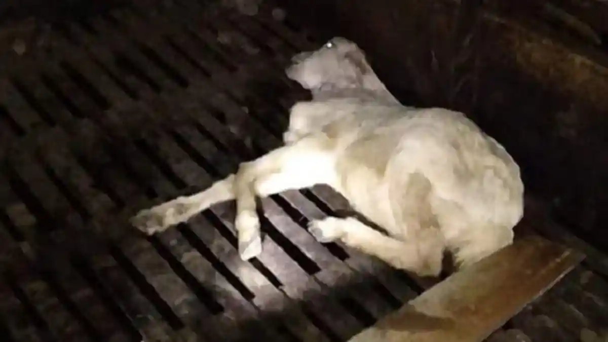 Mengerikan! Harimau Cari Mangsa di Permukiman Penduduk, Sasar Ternak Warga, Beraksi Saat Dini Hari