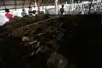 Tembakau Terbaik di Dunia Ada di Deli Serdang