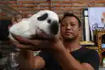 Budi Daya Marmut Hias