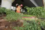Perawatan Tanaman Cabai di Bawah Flyover Kampung Melayu