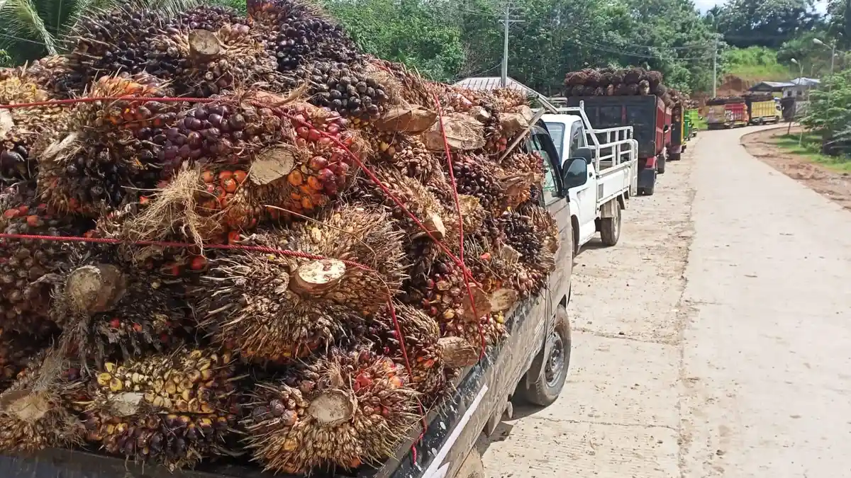 Harga Sawit di Bengkulu Tengah Kembali Terjun Bebas, Harga Tertinggi Hanya Rp 1.390