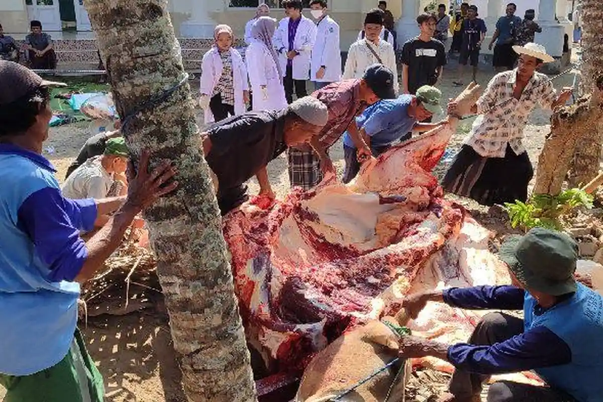Disembelih Hari Ini, Daging Sapi Kurban Jokowi di Lombok Tengah Dibagikan ke 625 Warga