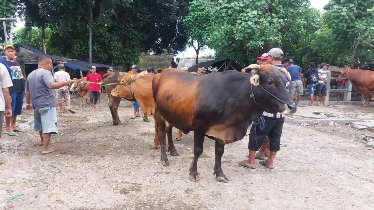 Pemkab Kediri Kembali Buka Pasar Hewan Setelah 2 Pekan Ditutup Akibat PMK