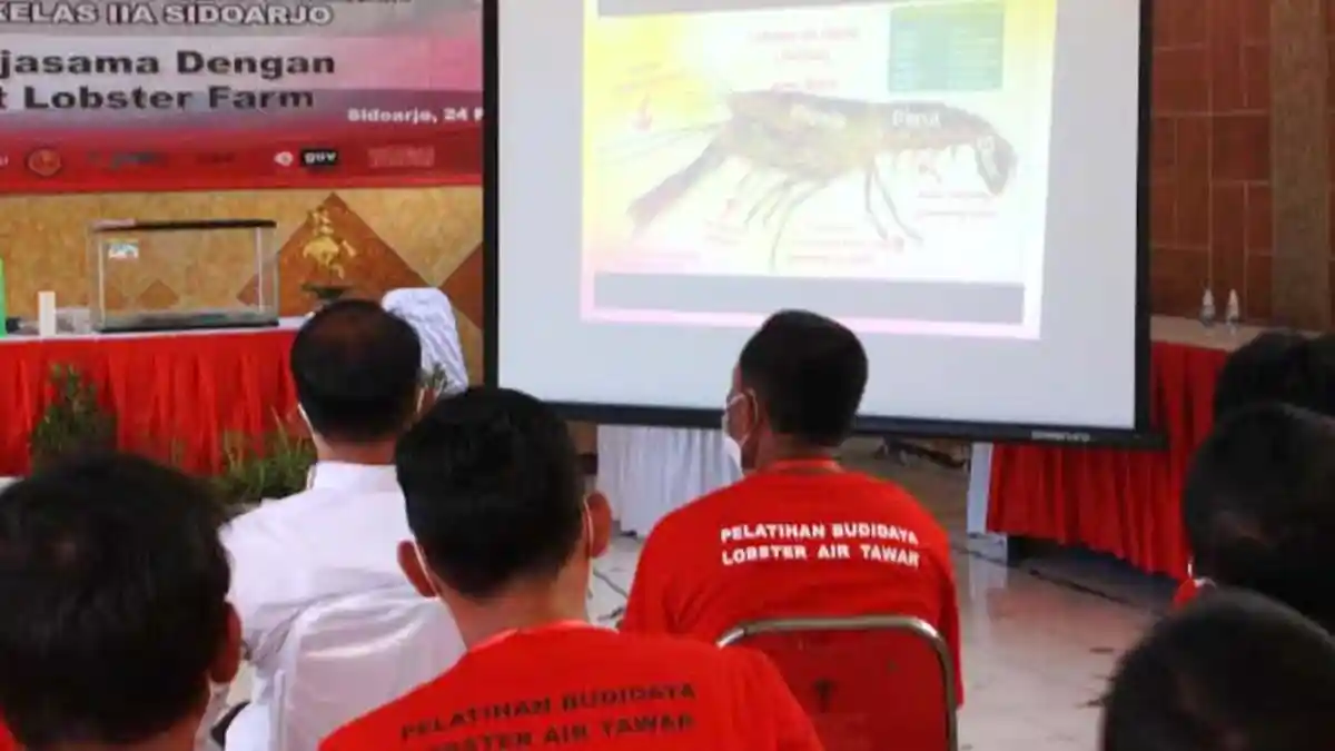 Ada Budidaya Lobster di Lapas Sidoarjo, Asah Kemandirian Warga Binaan setelah Bebas