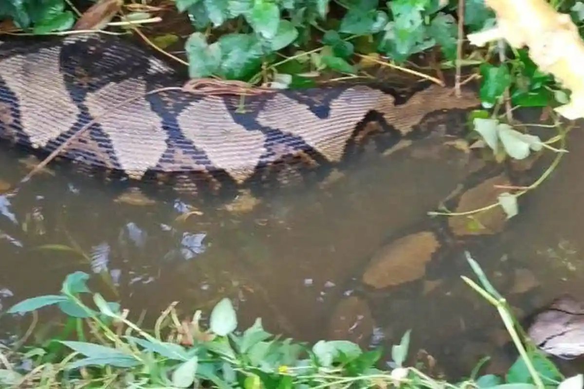HEBOH Penemuan Ular Piton Berbobot 300 Kg dan Panjang 8 Meter, Perut Membesar Diduga Usai Memangsa