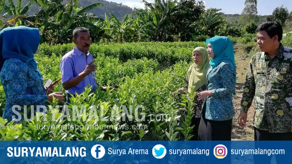 Balitjestro Kembali Sebar Benih Gratis Tahap Ketiga