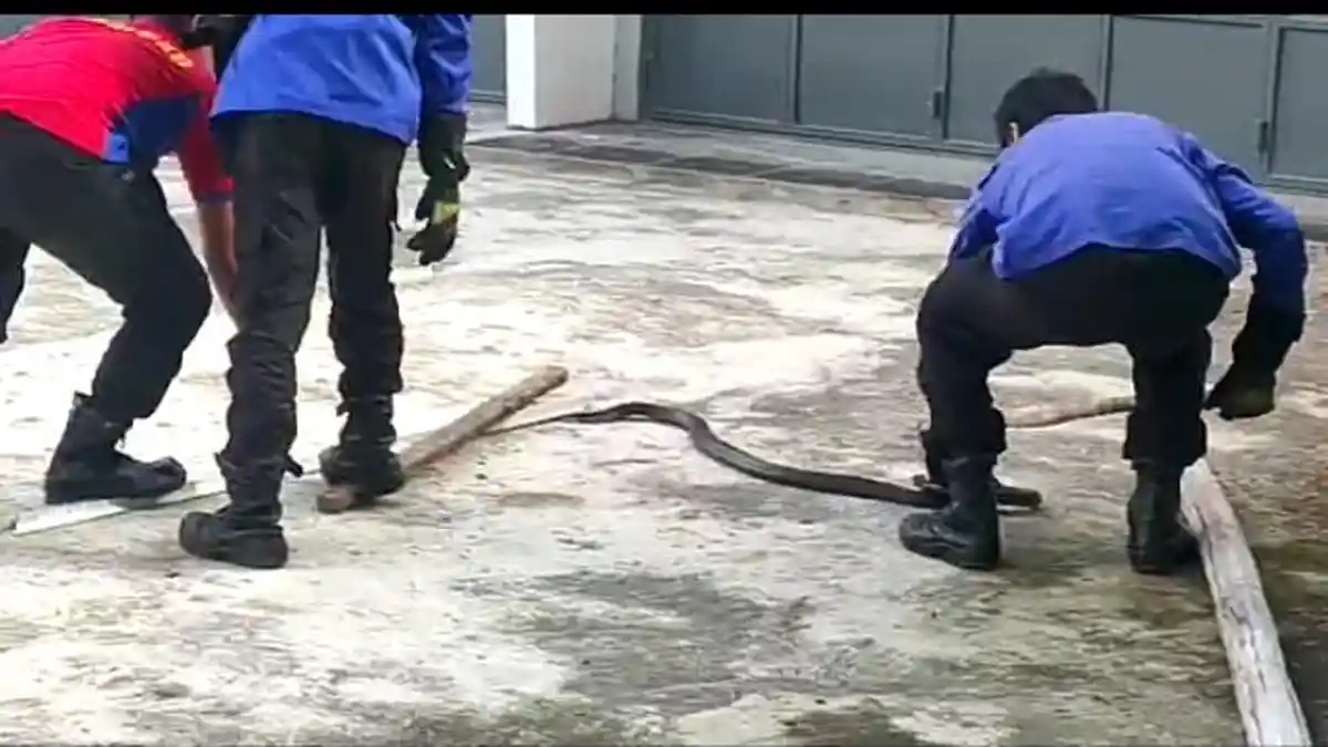Masuk ke Pemukiman, Ular King Kobra Bikin Geger Warga Lalabata Soppeng! Panjangnya 2 Meter Lebih