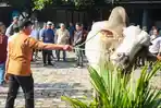 Pemprov Jateng Mulai Serius Garap Industri Peternakan Sapi