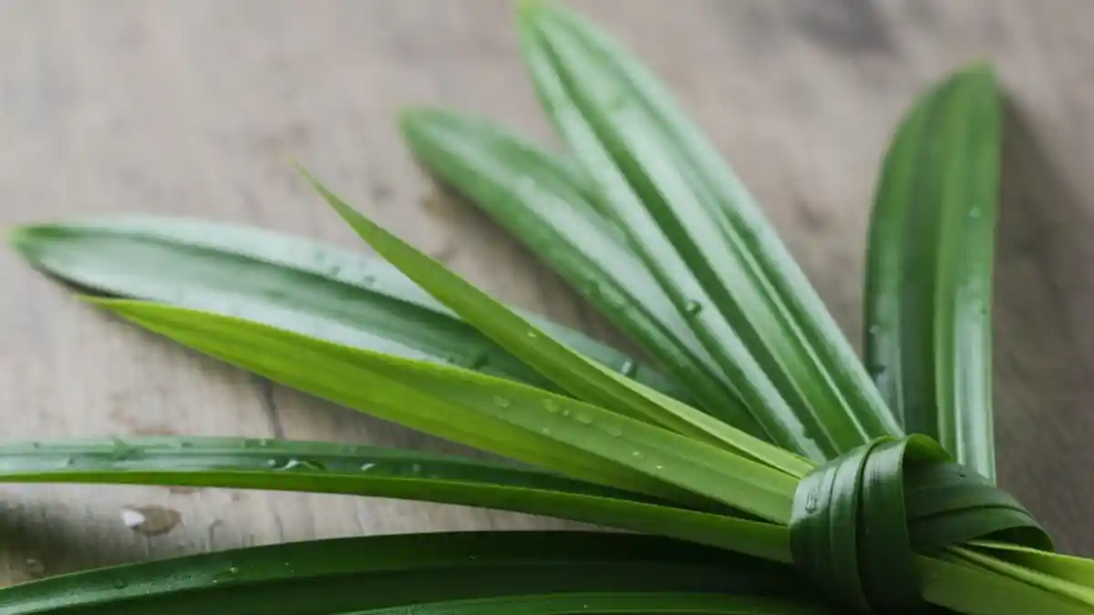 7 Manfaat Daun Pandan Jarang Diketahui, Melindungi Kesehatan Jantung dan Melawan Kanker
