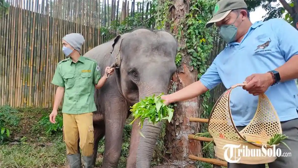 Solo Safari Panen Saran Dari Pengunjung : Mulai Dari Minta Hadirkan Jerapah Hingga Perbanyak Toilet