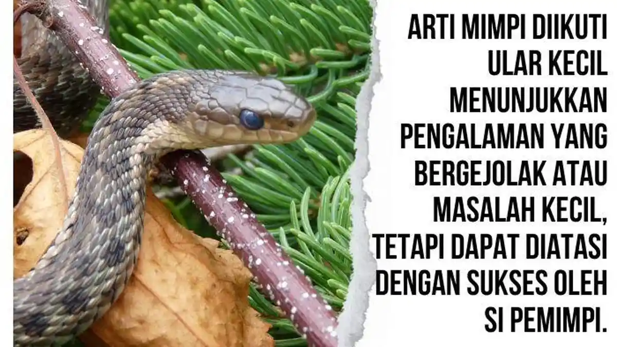 Arti Mimpi Diikuti Ular Benarkah Pertanda Akan Ada Bahaya Mengintai Pemimpi ?