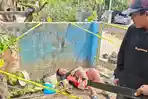 PENCURI-MANGGA-MENINGGAL.jpg