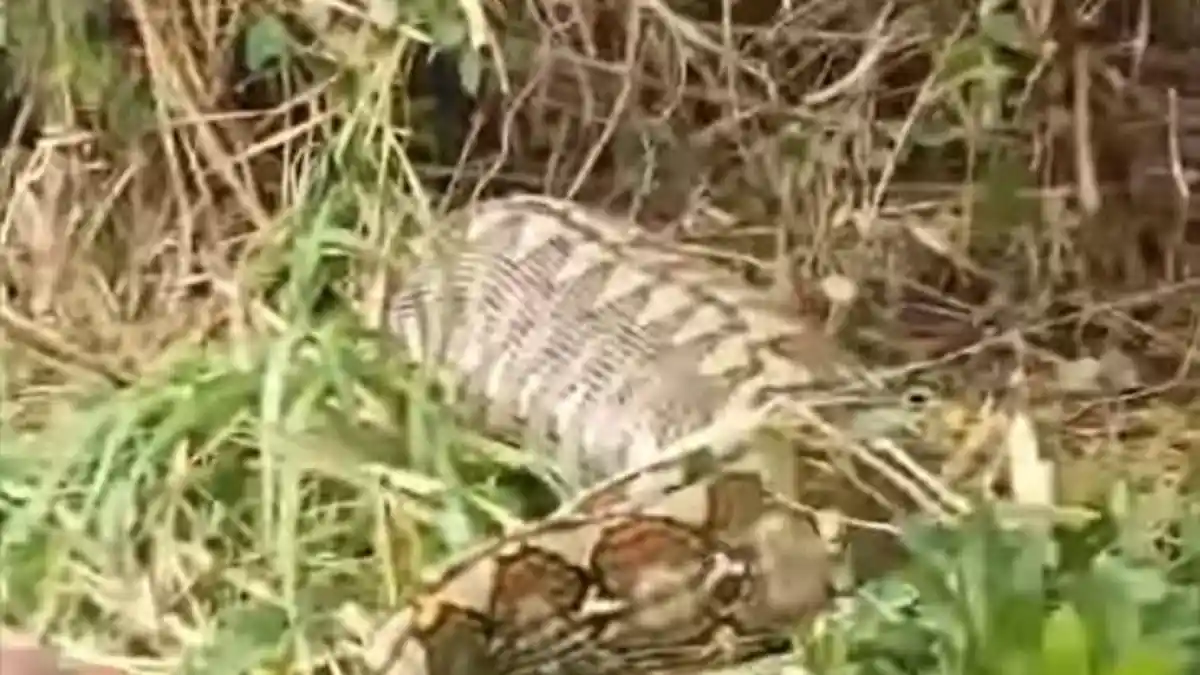 VIRAL Ular Piton Panjang 8 Meter Telan Sapi Milik Warga di Desa Sondoang Kalukku