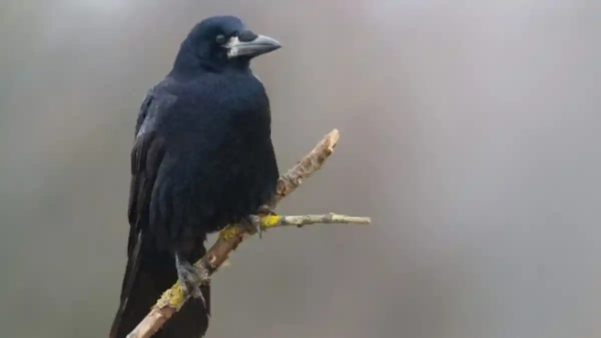Tafsir Mimpi Melihat Burung Gagak, Ternyata Berhubungan dengan Pekerjaan : Banyak-banyak Berdoa