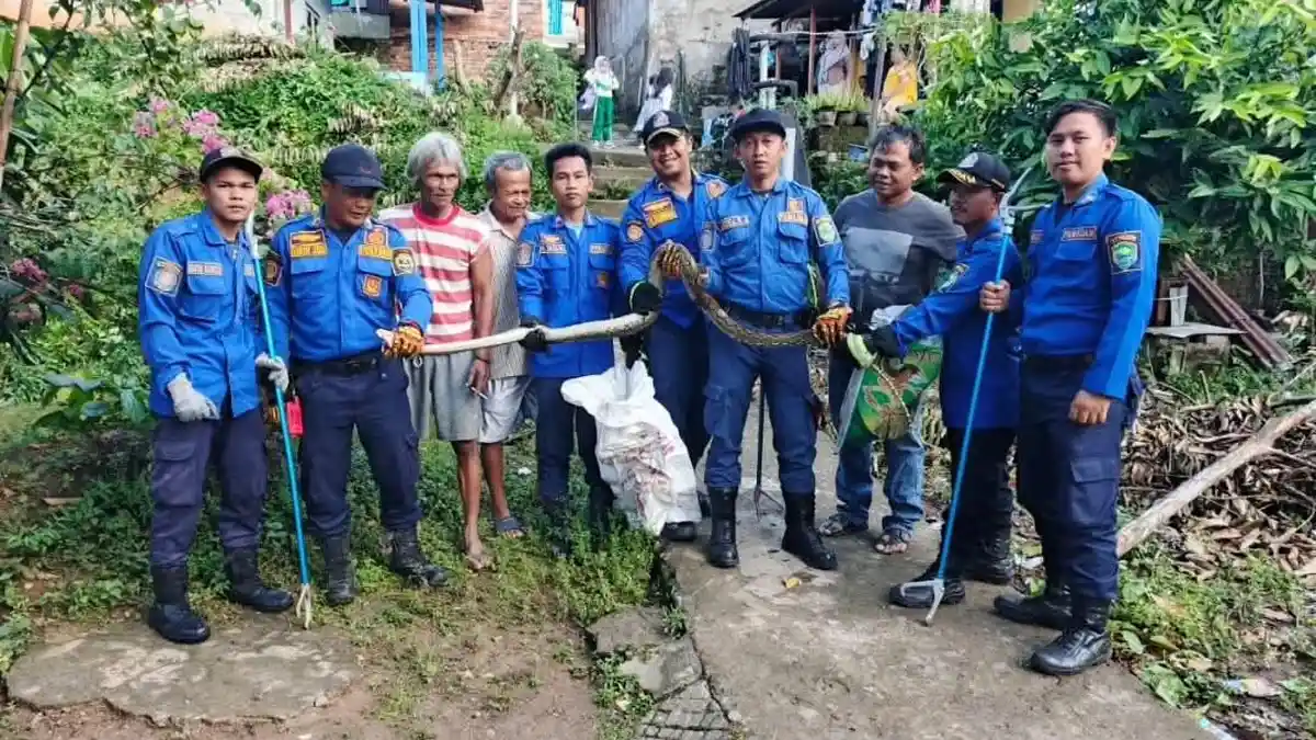 Damkar Pali Berhasil Evakuasi Ular Sanca Sepanjang 4 Meter di Area Kolam Milik Warga