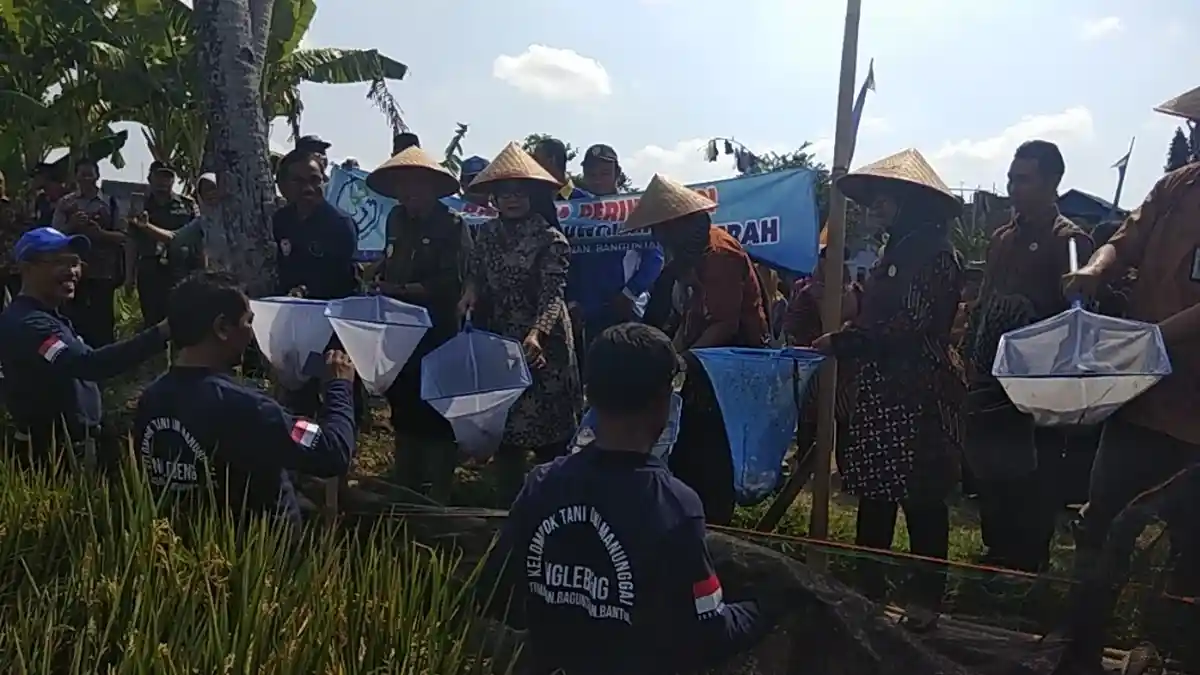 Ujicoba Sistem Minapadi di Nglebeng Bantul Dinilai Terbukti Tingkatkan Hasil Panen