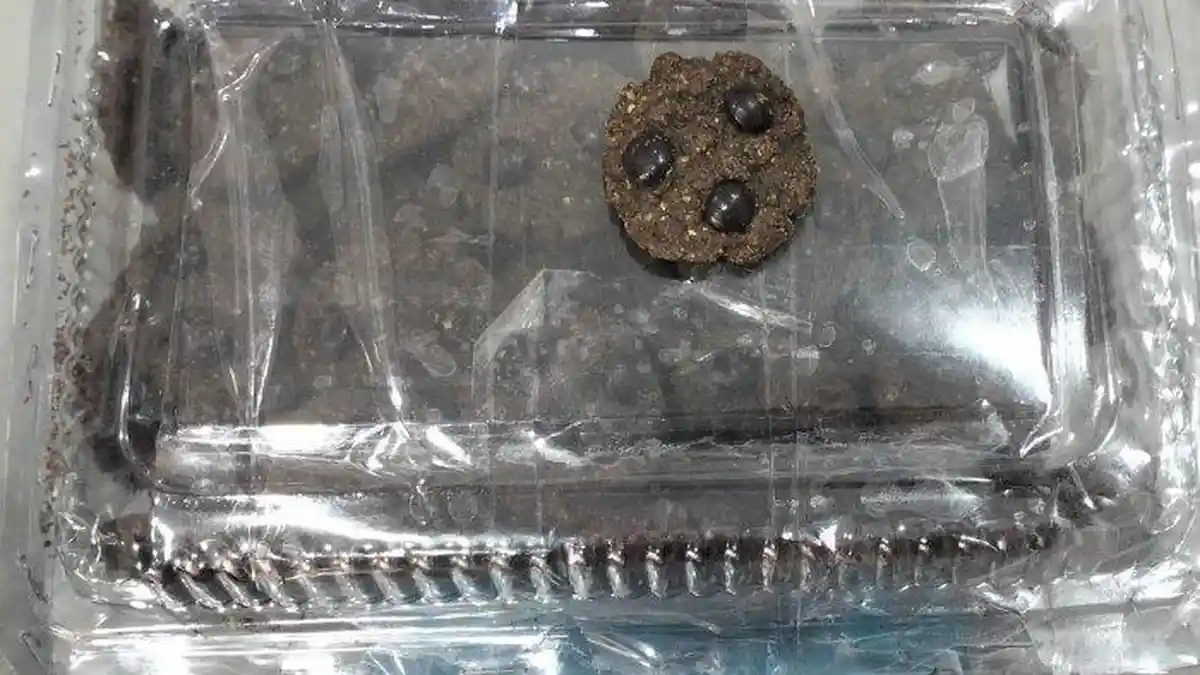 Begini Kronologi Penungkapan Peredaran Cookies Ganja di Makassar, Bandarnya 2 Orang Mahasiswa