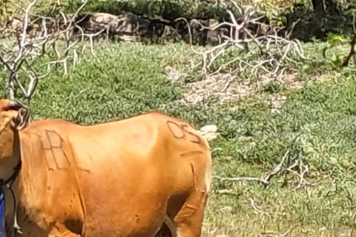 Tujuh Ekor Sapi Mikik Warga Sulamu Hilang, Kapolsek Sulamu Minta Personilnya Perketat Pengawasan