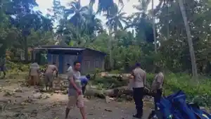 Pohon-tumbang-di-Rote-Selatan.jpg