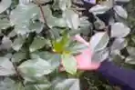 Kebun Khat di Cisarua
