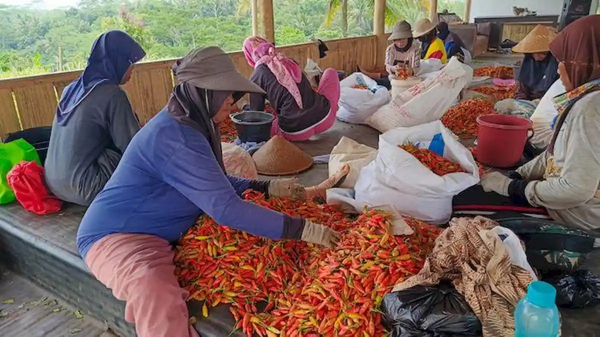 "Alhamdulillah" Kata Warga yang Merasa Terbantu Perkebunan Cabai Rawit di Sukadana, Ciamis