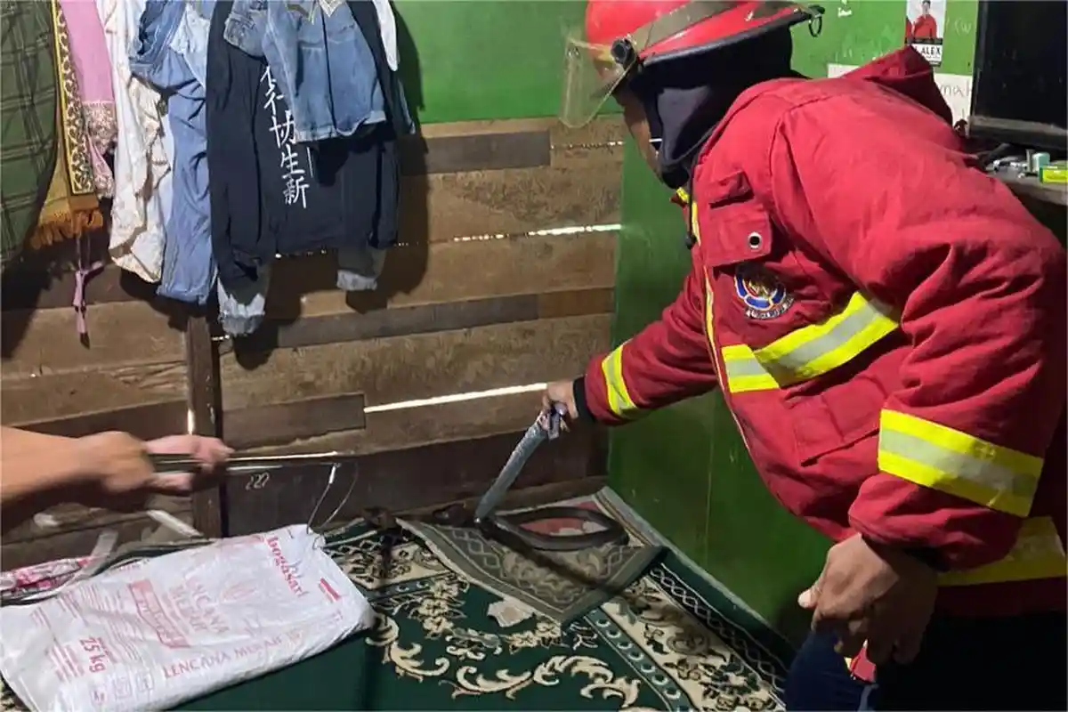 Damkar Padang Evakuasi Ular yang Sembunyi di Bawah Karpet Rumah Warga di Bungus