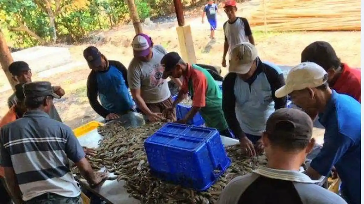 Sejahterakan Masyarakat Pesisir, Pemkab Pemalang Kembangkan Budidaya Udang Vaname 