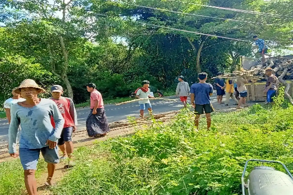 Mengenal Ngajuq, Tradisi Masyarakat Suku Sasak Lombok Kumpulkan Kayu Bahan Bahan Bakar Resepsi