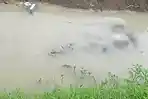Fakta Temuan Mayat di Salurah Irigasi Sawah Desa Cungkring Demak, Kades: Dia ODGJ