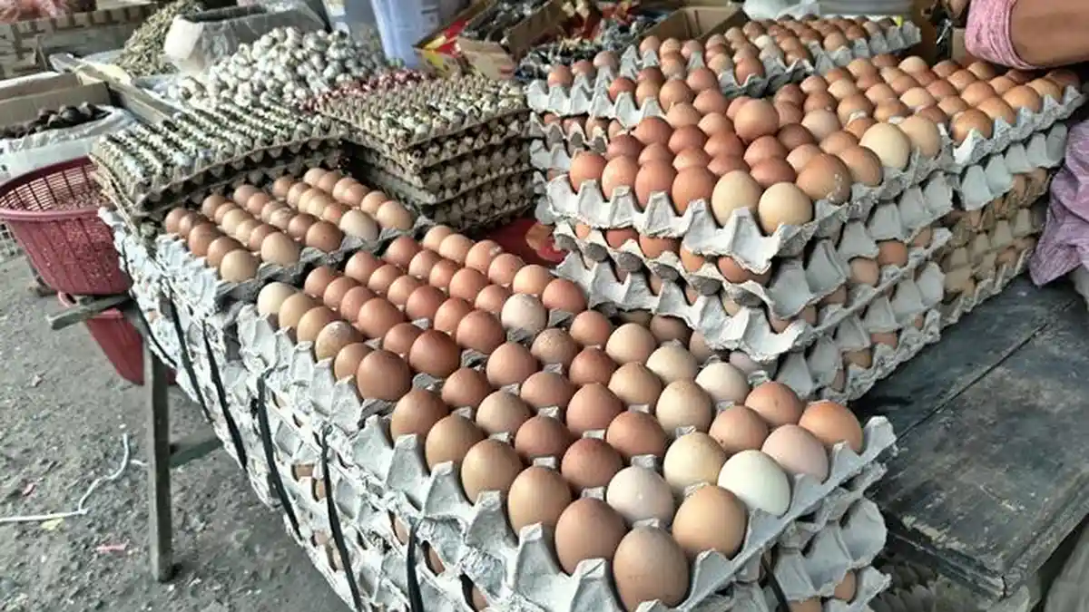 Update Harga Telur Ayam Ras di Musi Rawas Sumsel Senin 13 November ...