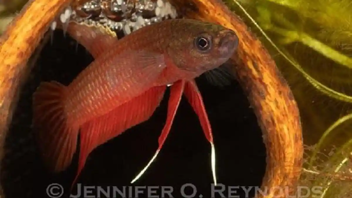 Jurusan Akuakultur UBB Menggelar 1St International Freshwater Fish ...