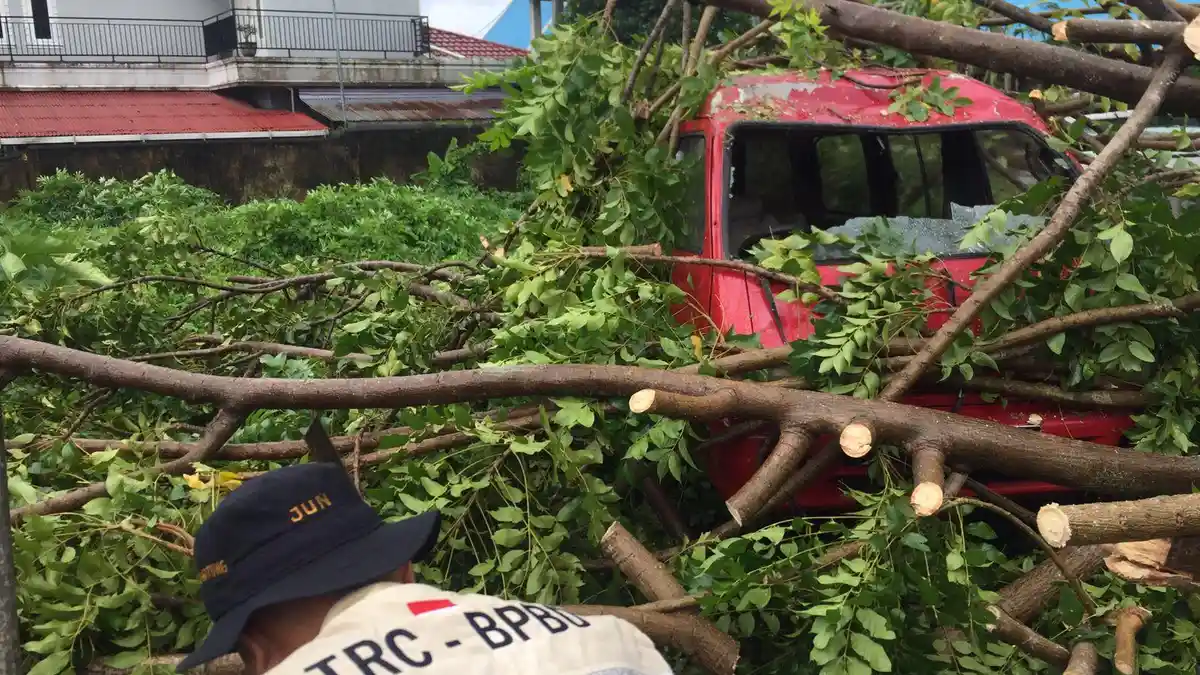 4 Mobil di Kota Bitung Sulawesi Utara Ringsek Akibat Pohon Tumbang
