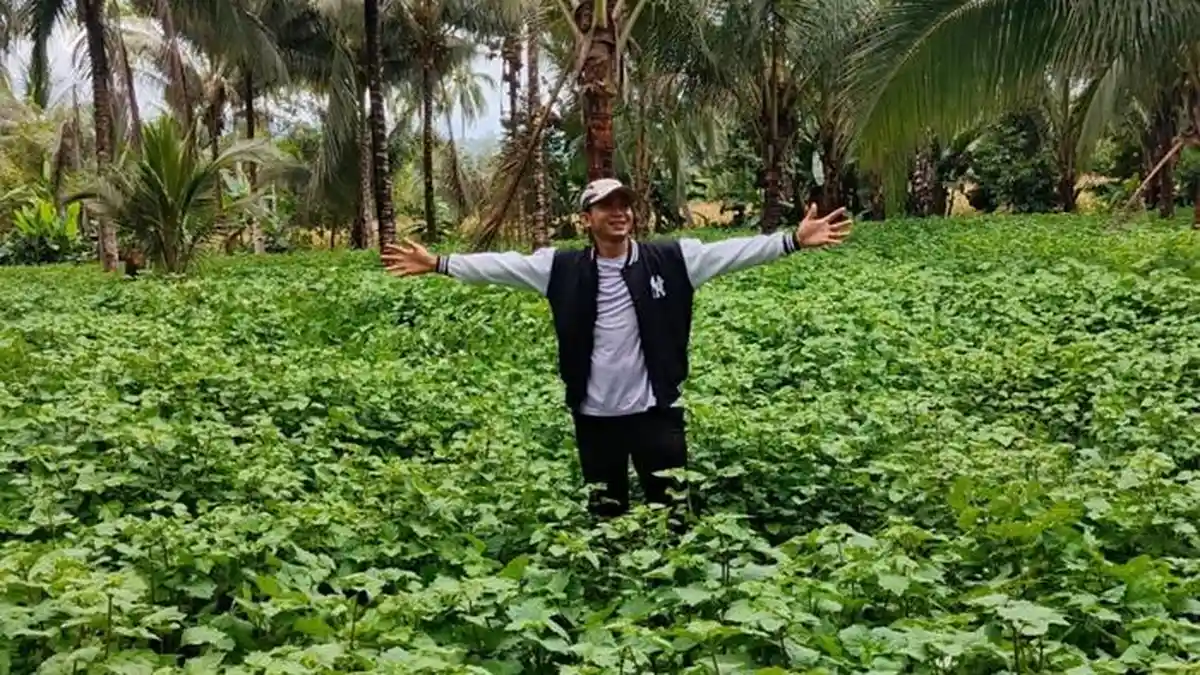 Update Harga Minyak Nilam di Sulawesi Utara Awal Bulan Desember 2024