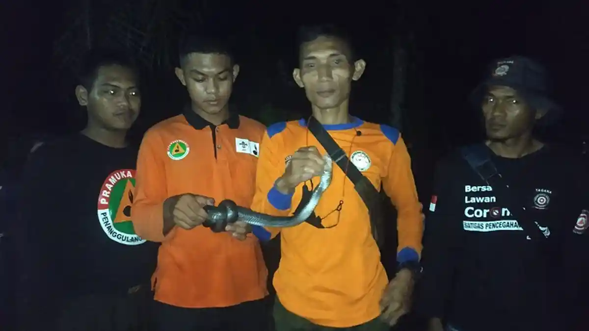Ular Kobra Teror Warga Pesawahan Banyumas, Tagana Lakukan Perburuan