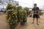 Permintaan Pohon Jeruk Imlek Meningkat
