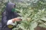 Dimasa Pandemi Covid-19 Warga Tanam Sayur-Sayuran