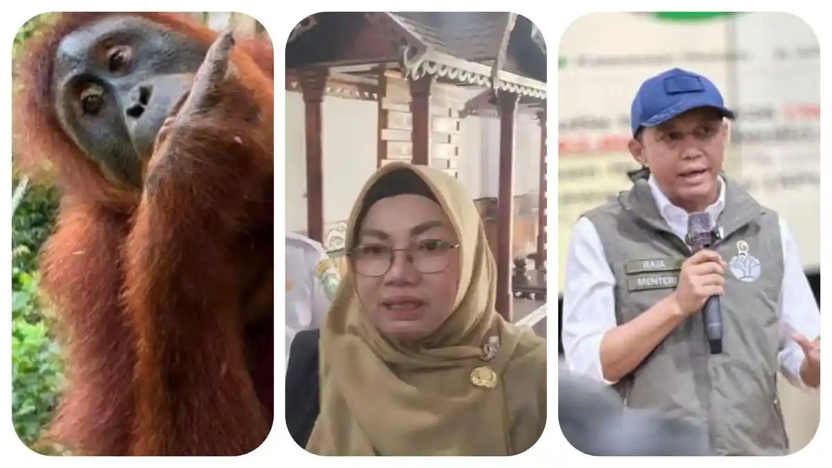 Miris! Orangutan Diduga Mulai Stres, Rekaman Telepon Tangis Wabup Kotim ...