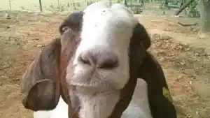 ilustrasi-kambing_0.jpg