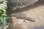 Penampakan Buaya Muara yang Bersarang di Kolong Rumah Warga Sangatta, Sempat Dikira Bayangan Hitam