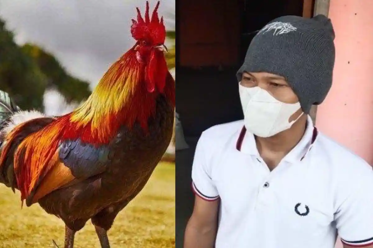 Kakek yang Dituduh Mencuri Ayam Sakral Bu Kades, Ternyata Dulu Tak Memilihnya saat Pilkades