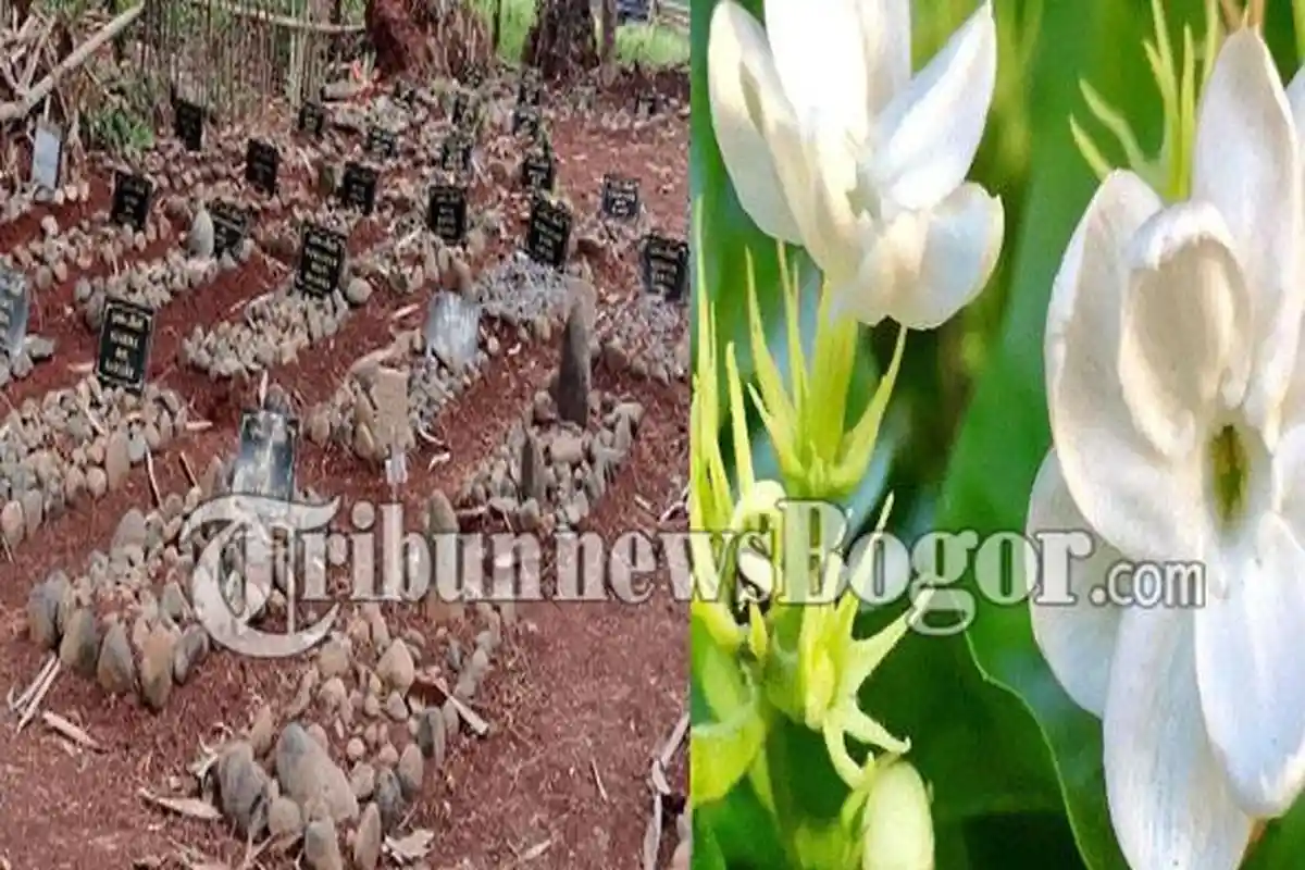 Penampakan Terkini Makam Berisi 7 Jasad Utuh dan Wangi di Bogor, Kuburannya Ditumpuk Batu Kali