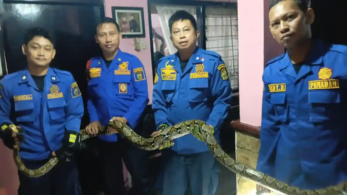 Geger Pagi Buta di Jalan Timoho Jogja, Ular Sanca 4 Meter Sembunyi di Bawah Lemari Pakaian Warga