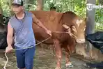 Ilustrasi-sapi-milik-peternak-di-Kabupaten-Sukoharjo-2.jpg